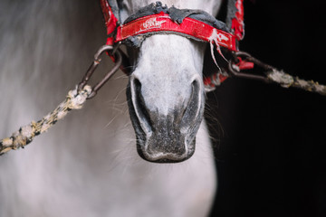 White horse nose with halter