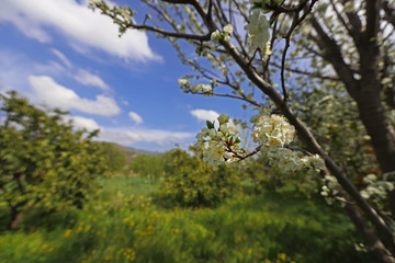 plum tree and flowers