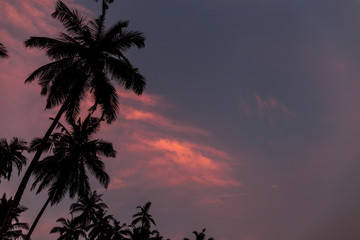 Silhouette einer Palme beim Sonnenuntergang