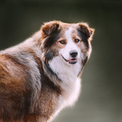 Big dog with a lot of fur portrait