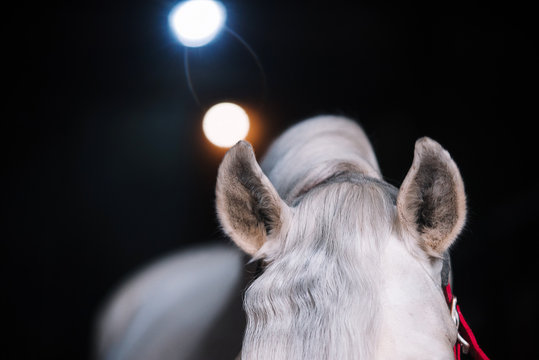 White Horse Ears On Black Background