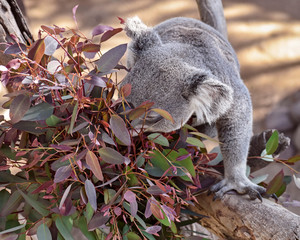 a hungry captive koala bear munching on red eucalyptus leaves in a shady area