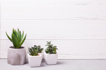 Various succulents and cactus plants in pots near bwhite wooden textured wall. Potted indoor house plants. Modern minimalistic interior. Selective focus. Place for text.