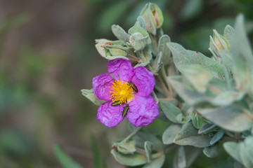 Grey Leaved Rock Rose in Bloom in Springtime