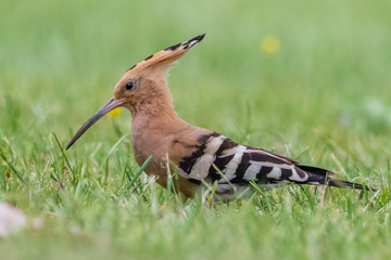 hoopoe - Upupidae
