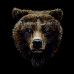 Color portrait of a brown bear looking ahead against a black background.