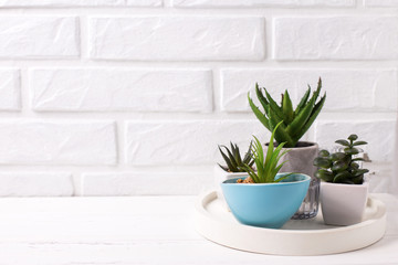 Obraz premium Indoor potted succulents plants.