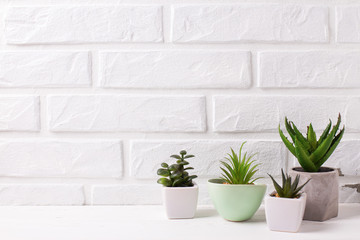 Indoor potted succulents plants.