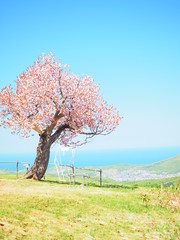 小樽天狗山 一本桜