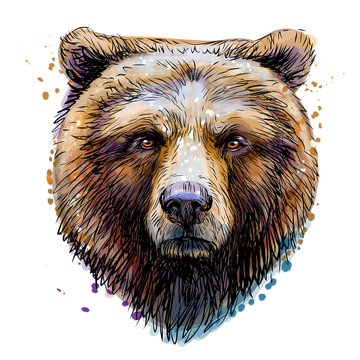 Teddy bear color sketch engraving Royalty Free Vector Image