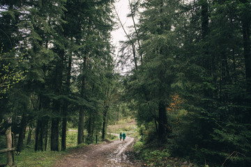 road in forest