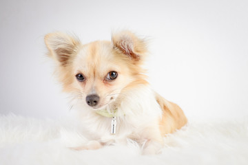 Chihuahua, animal de compagnie, animal, beige, chiot, joli