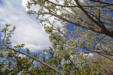 plum tree and flowers