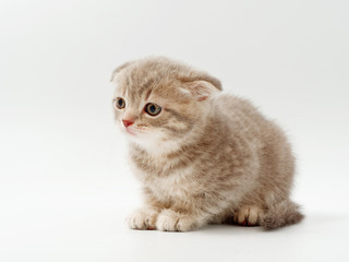 little funny kittens on a white background