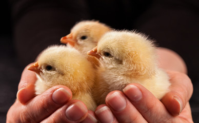 Small fluffy chicks in woman palm - close up