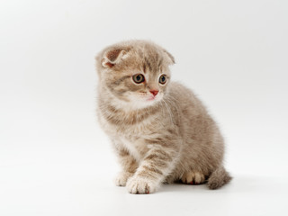 little funny kittens on a white background