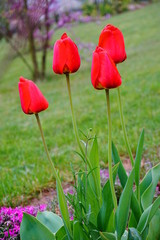 Naklejka premium Cztery czerwone tulipany na rabacie