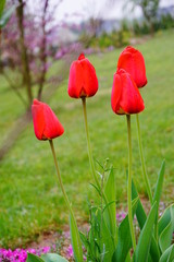 Świeża czerwień wiosennych tulipanów