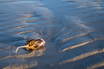 Morning seascape beach images from Nova Scotia Canada