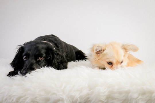Duo de chien, canide, race, batard, chiens
