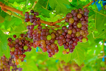 Black grapes, Black grapes from Thailand country