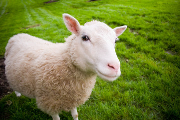 White Sheep looking at camera on green grass