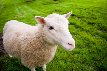 White Sheep looking sideways on green grass