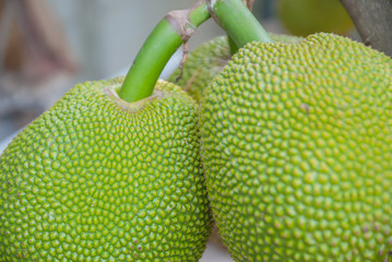 jackfruit, jackfruit from Thailand, big jackfruit