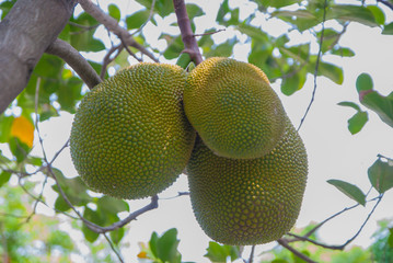 jackfruit, jackfruit from Thailand, big jackfruit