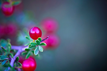 Small red wild fruits in the Pampas forest, Patagonia, Argentina