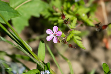 Herb Robert Flower in Bloom in Springtime