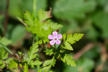 Herb Robert Flower in Bloom in Springtime
