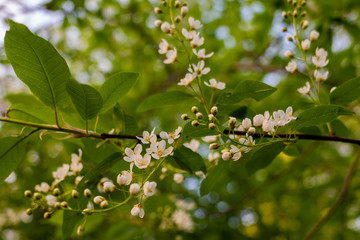 Spring blossom of the trees 