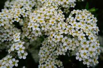 Kwiaty tawuły szarej © Anna