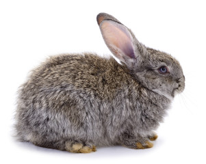 Gray rabbit isolated.