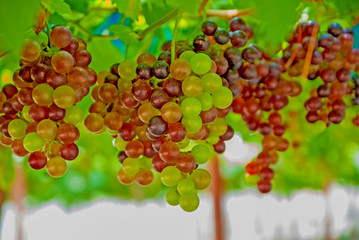 Black grapes, Black grapes from Thailand country