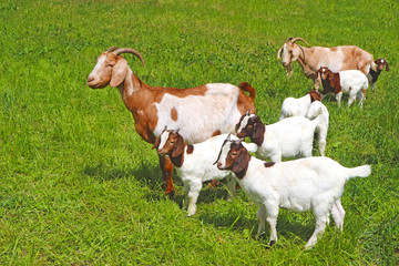 herd of goats with many kid goats