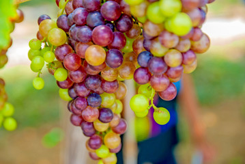 Black grapes, Black grapes from Thailand country