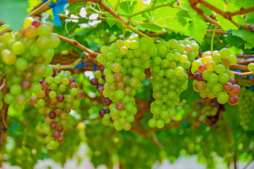 Black grapes, Black grapes from Thailand country