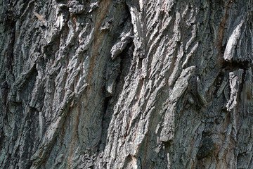 The textured surface of the bark of the old perennial deciduous tree