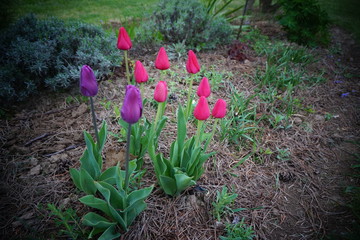 Wiosenny ogród z mocnym akcentem tulipanów