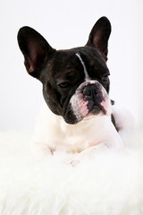 Bouledogue français, animal de compagnie, français