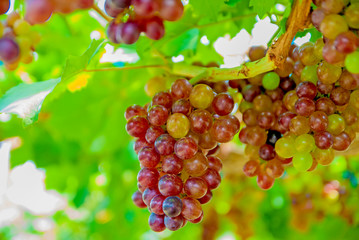 Black grapes, Black grapes from Thailand country