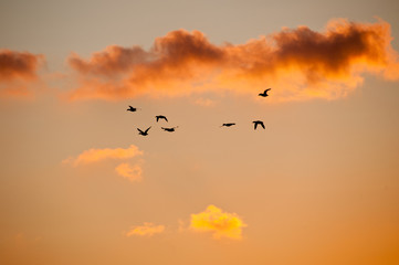  a group of ducks fly in silhouette against a salmon pink sunset reflected in clouds
