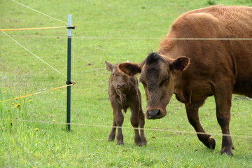Neugeborenes Angusrind mit Muttertier