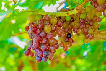 Black grapes, Black grapes from Thailand country