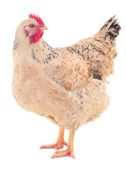 Brown hen isolated.