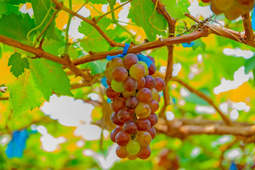 Black grapes, Black grapes from Thailand country