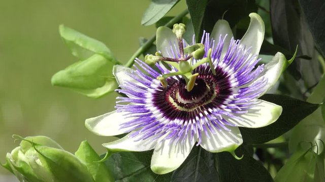 blue passionflower in the nature