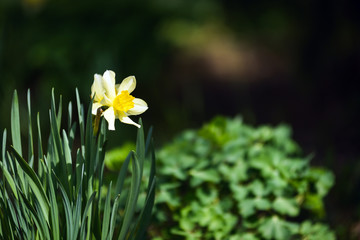 Narcissus